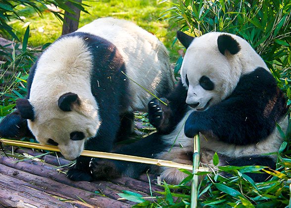 Cute Pandas at the Chengdu Research Base Cute Pandas at the Chengdu Research Base