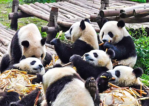 Cute Pandas at the Research Base Cute Pandas at the Research Base