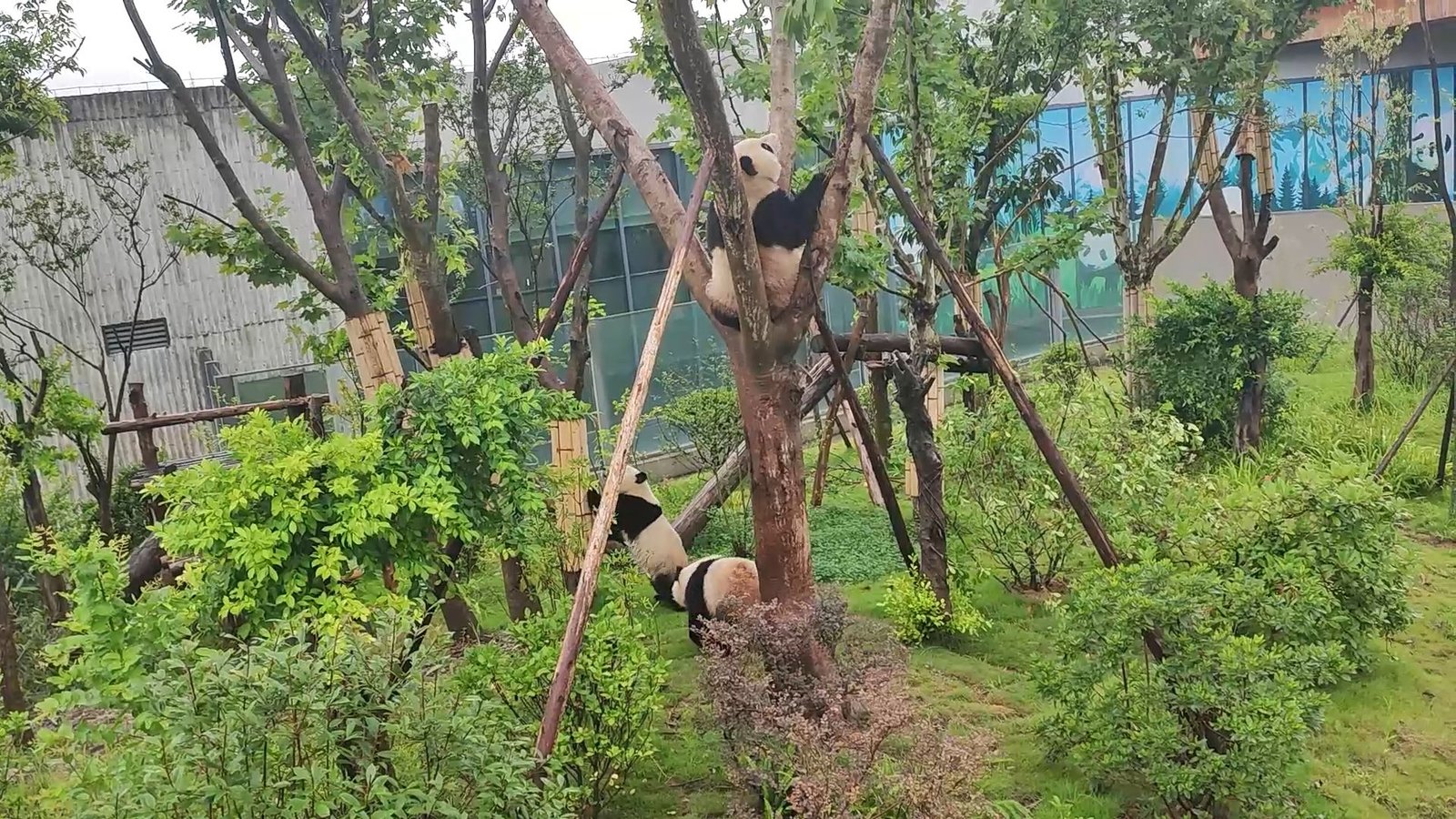 Cute Pandas Playing with Each Other