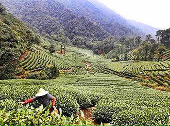 Top 10 Most Beautiful Tea Gardens in China