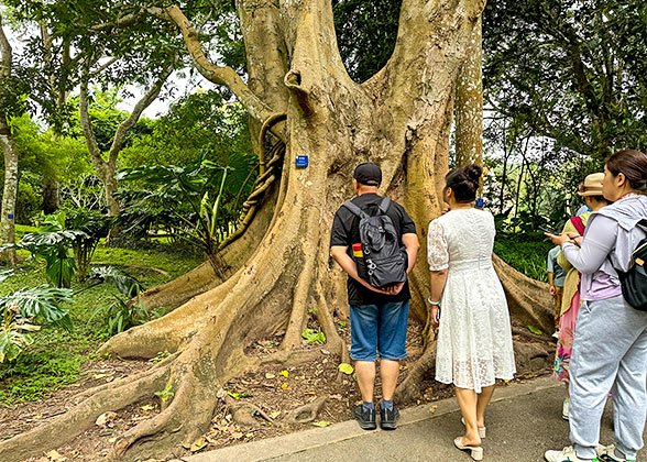Buttress Roots in Yanoda Rainforest Cultural Tourism Zone