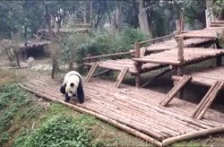 Cute pandas at Chengdu Panda Base