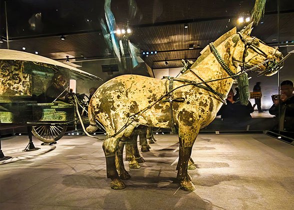 Muscular and Strong Horses