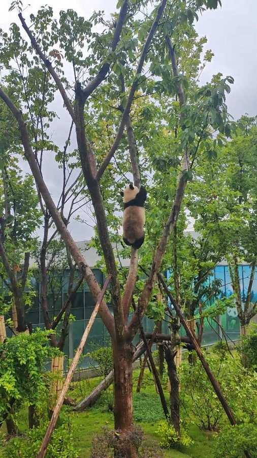 Lovely Panda Climbing the Tree