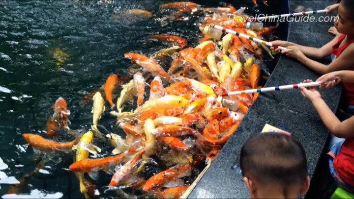 Bottle-fed Fish in the Seven Stars Park