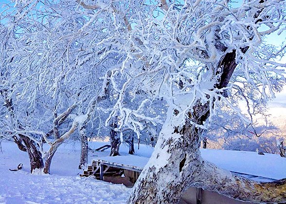 Rime Ice