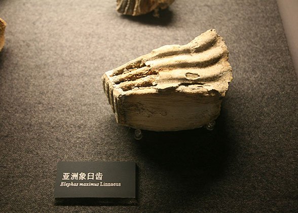 Elephas Maximus Linnaeus, Jinsha Site Museum
