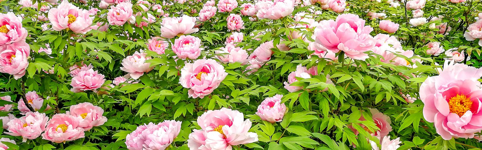 Blooming Peony Flowers