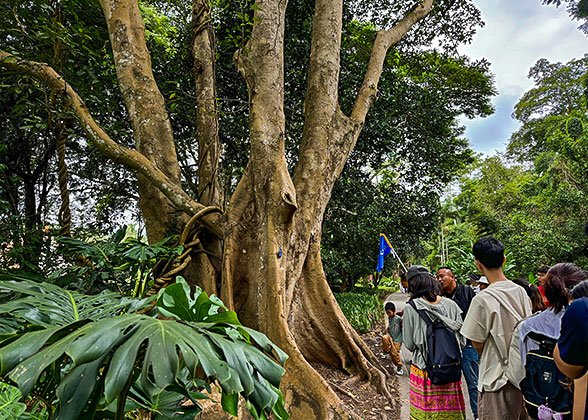 Unique Wonders of the Tropical Rainforest