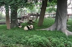 The keeper is training the baby pandas