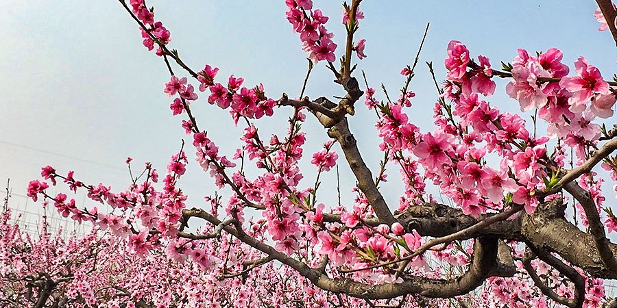 Early Peach Blossom