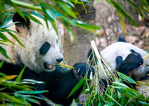 Adorable Pandas
