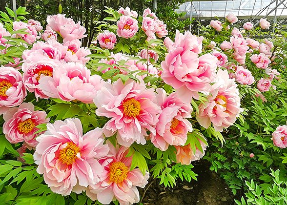 Peony Peony