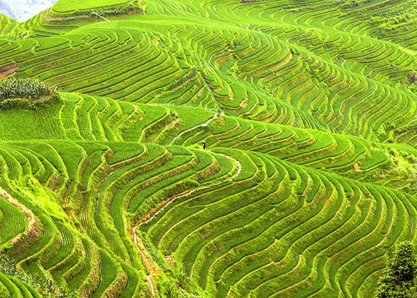 Longji Rice Terraces