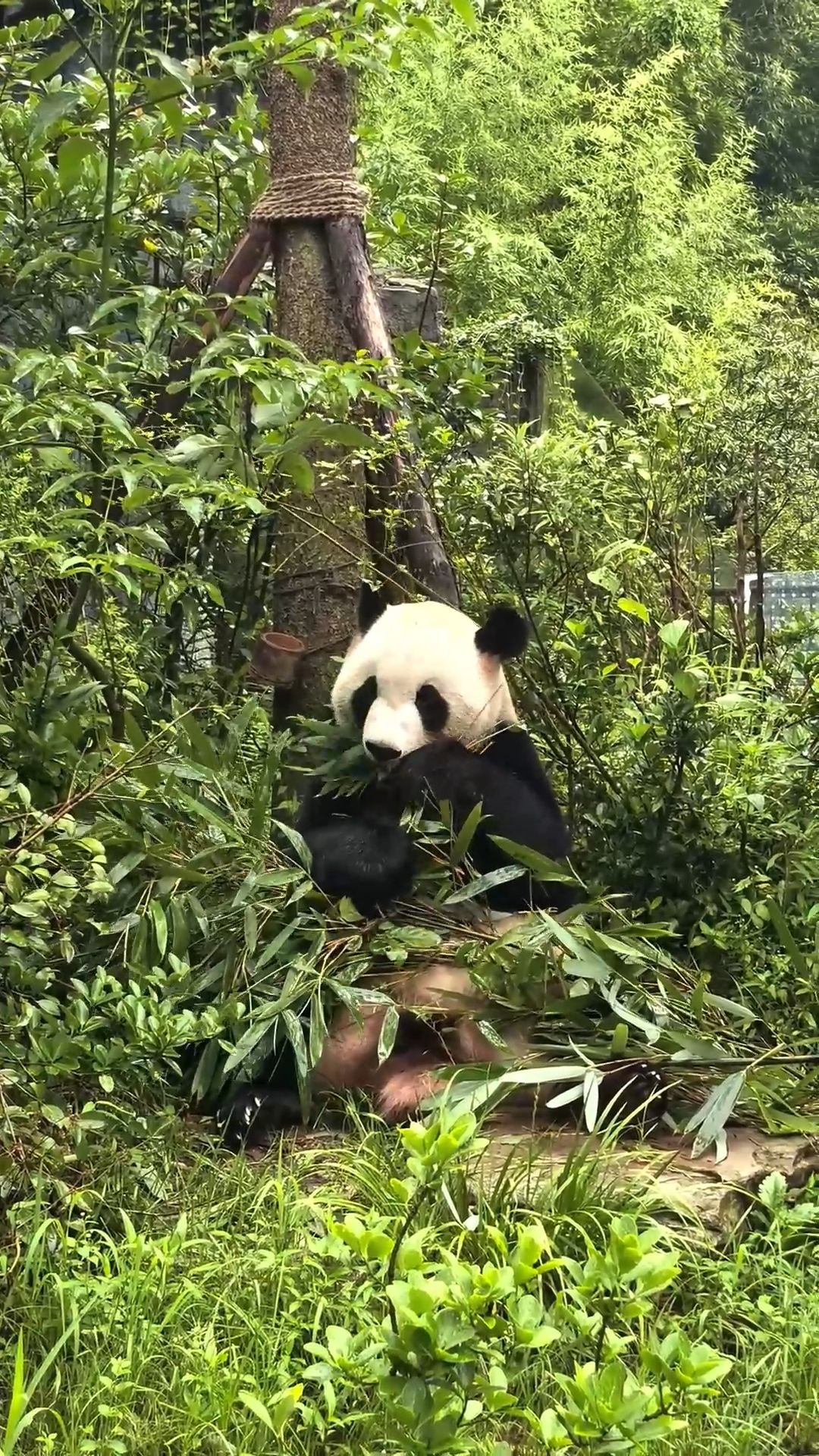 Cute Panda Chewing Bamboos