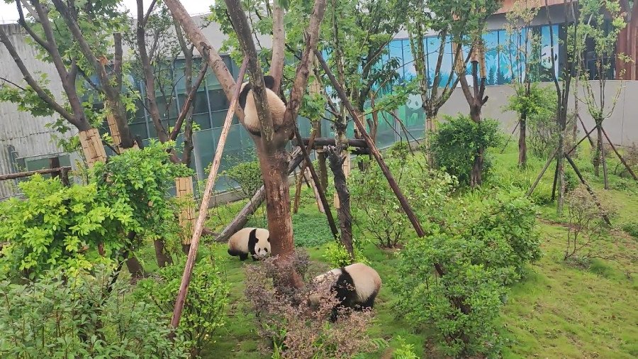 Giant Pandas Climbing Trees 