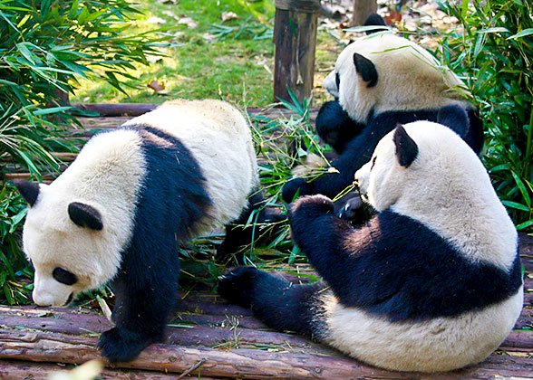 Adorable Pandas