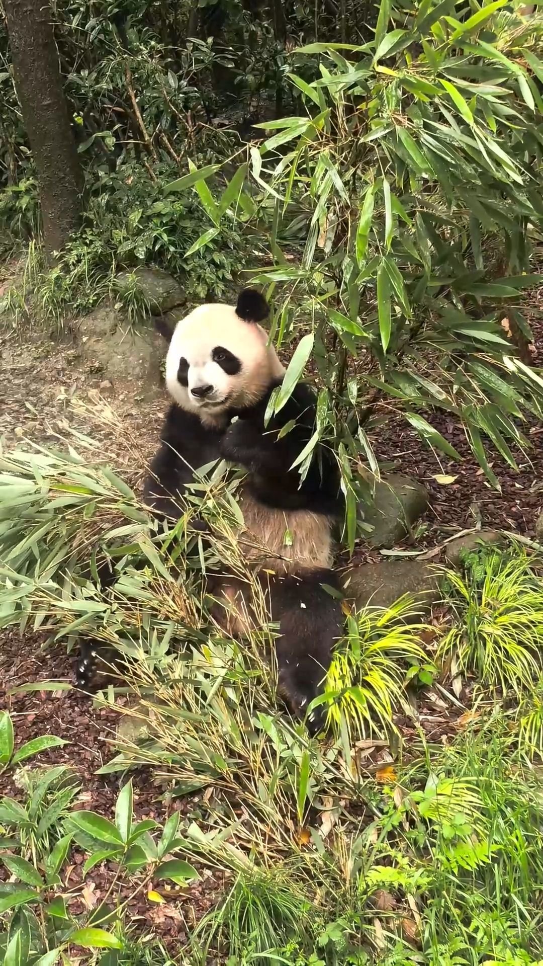 A Cute Panda Eating Bamboos