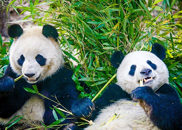 Cute Pandas Cute Pandas