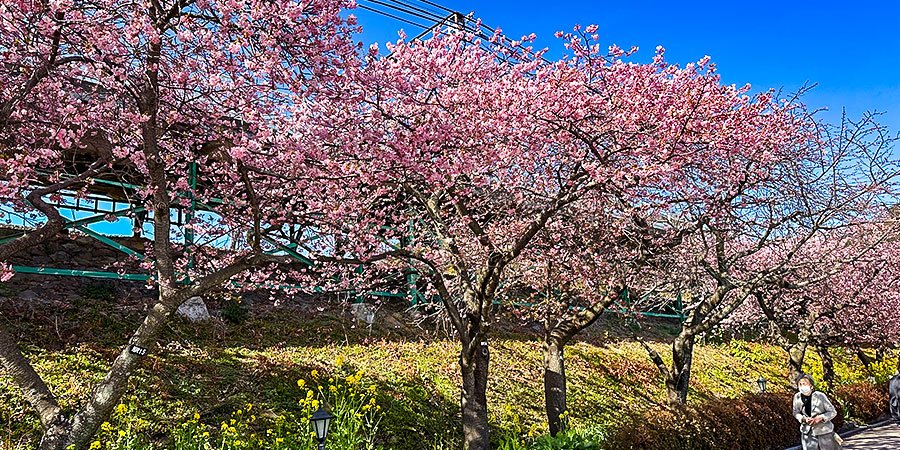 Cherry blooms in Lishan Garden.
