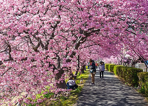Cherry Blossom in Japan