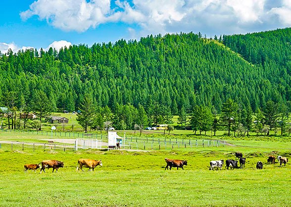  Xilamuren Grassland