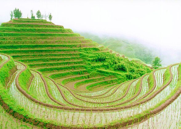 Longji Rice Terraces