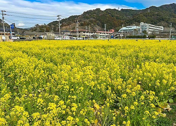 Rape Flower Fields in Spring