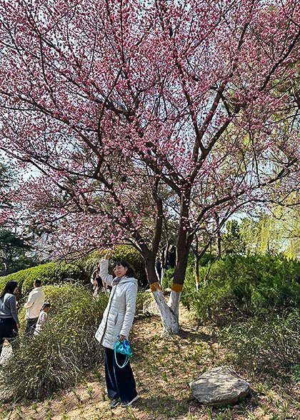 Admire Cherry Blossoms in Wuhan's Spring