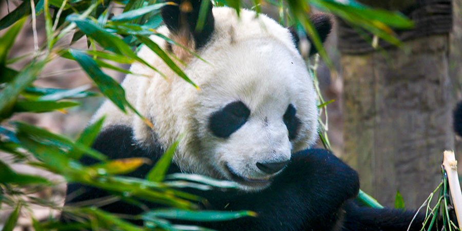 Cute Giant Panda in the Zoo