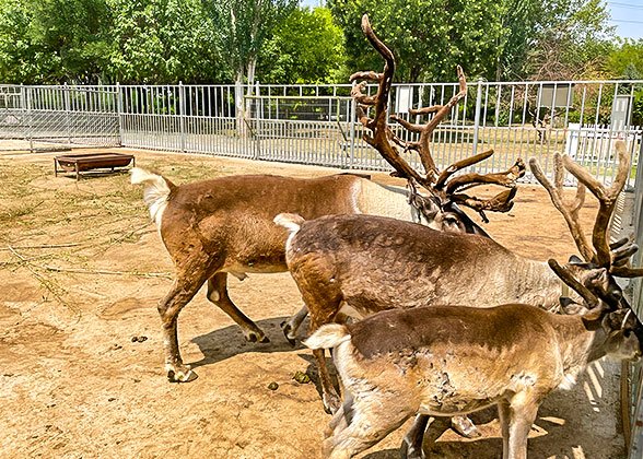 Beautiful Deers