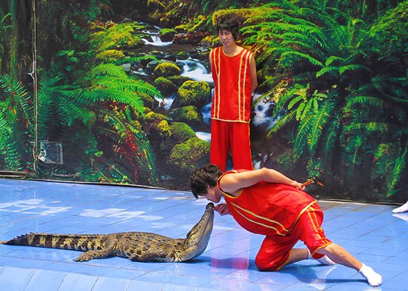 Crocodile Show