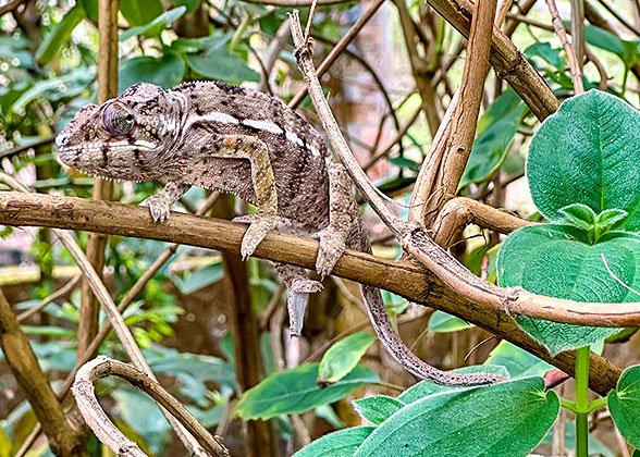 The Chameleon The Chameleon