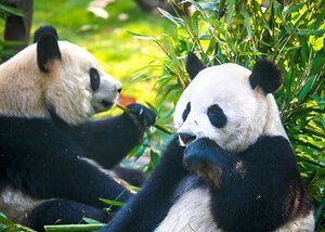 Giant pandas