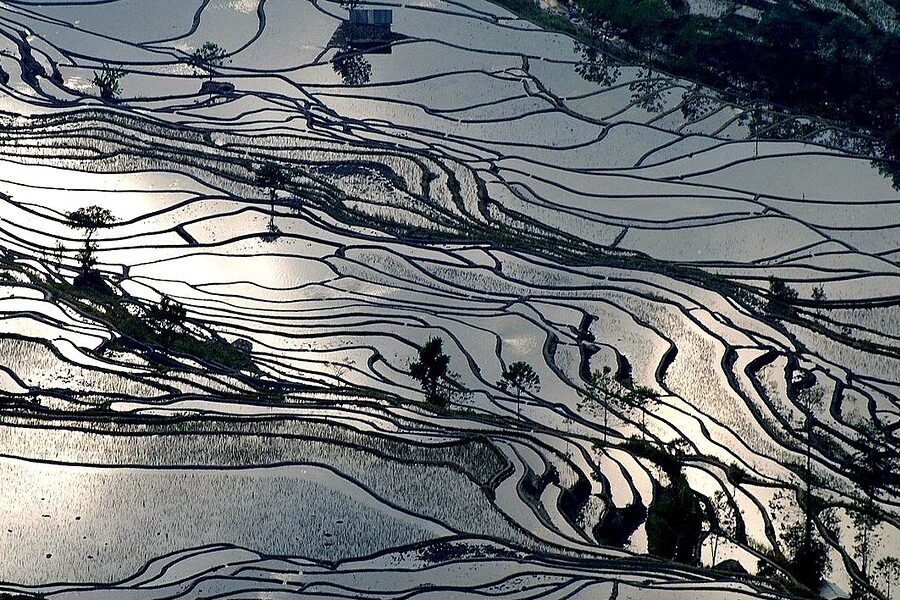 Water-filled Hani rice terraces in Yuanyang