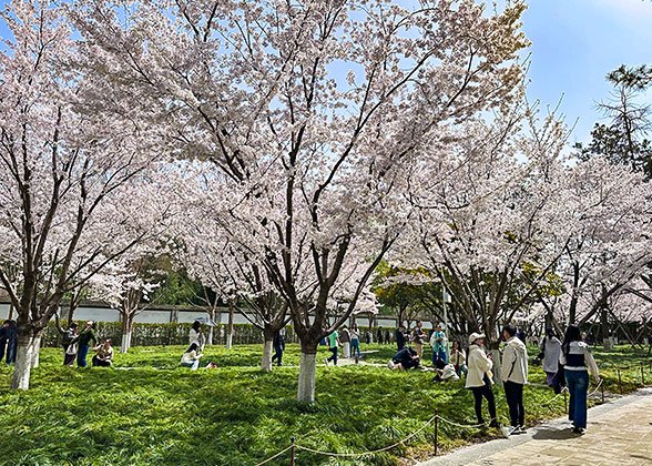 Shanghai Spring View