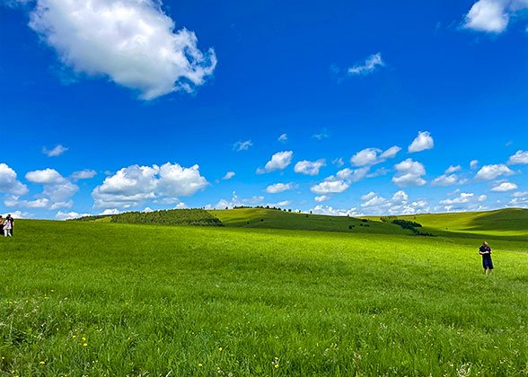 Vibrant Xilamuren Grassland in August Vibrant Xilamuren Grassland in August