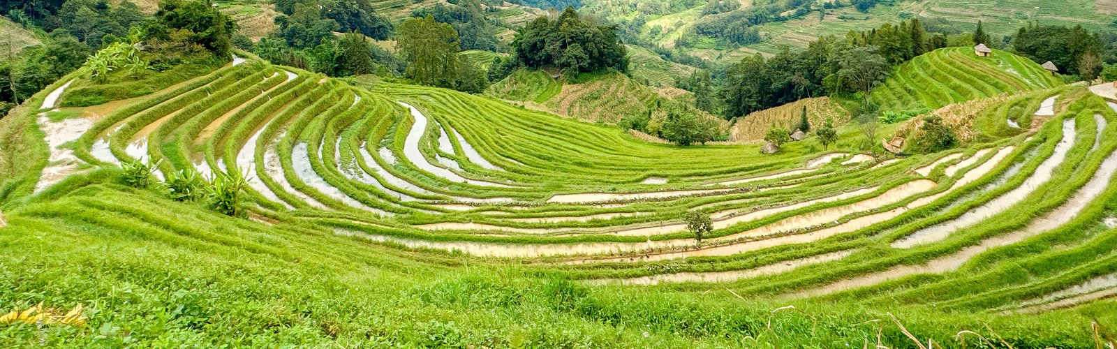 Terrace in Yuanyang, Yunnan