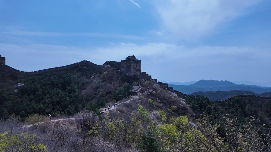 Spring Flowers on Jinshanling Great Wall in April