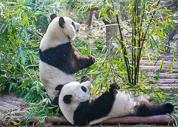 Cute Pandas at the the Chongqing Zoo Cute Pandas at the the Chongqing Zoo