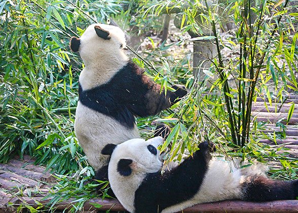 Cute Pandas in Chengdu Cute Pandas in Chengdu