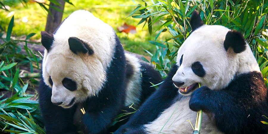 Chengdu Research Base of Giant Panda Breeding