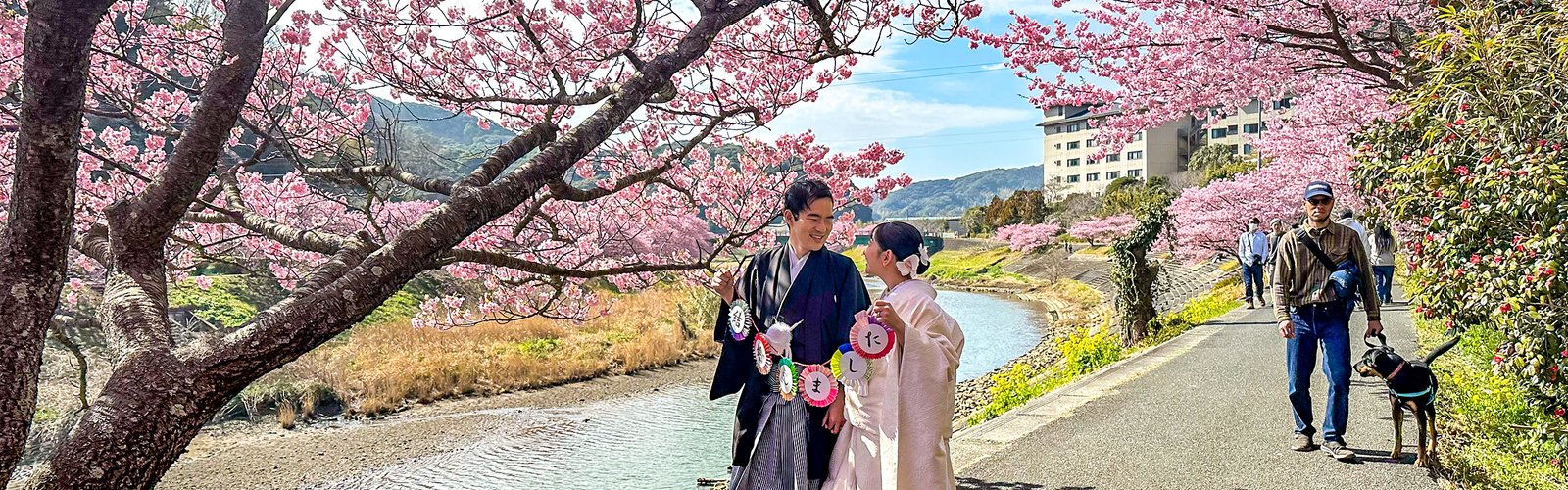 A Bride under the Cherry Blossom, Japan Cherry Blossom in Japan