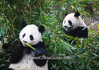 2-Day Panda Keeper Program