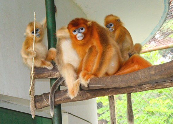 Golden Snub-nosed Monkeys