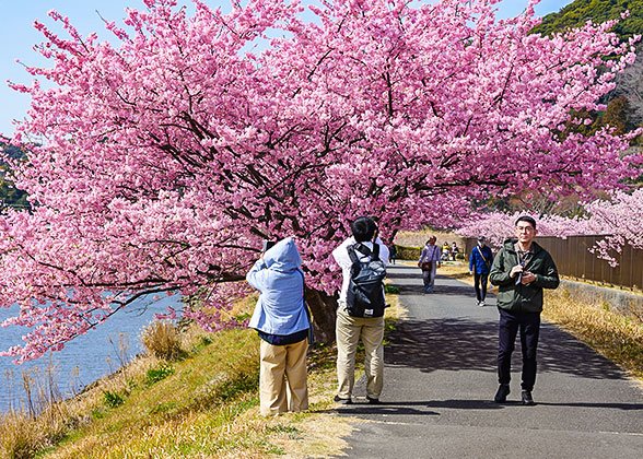 Cherry Blossom in Japan