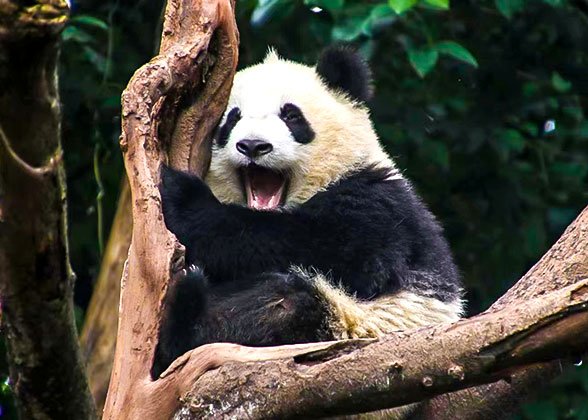Celebrity Panda Hua Hua