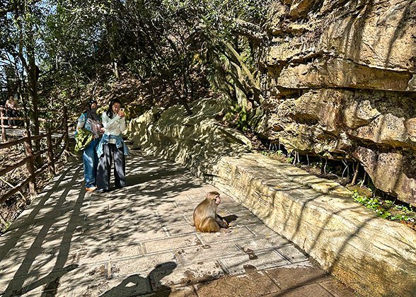 Wild Monkey at Tianzi Mountain