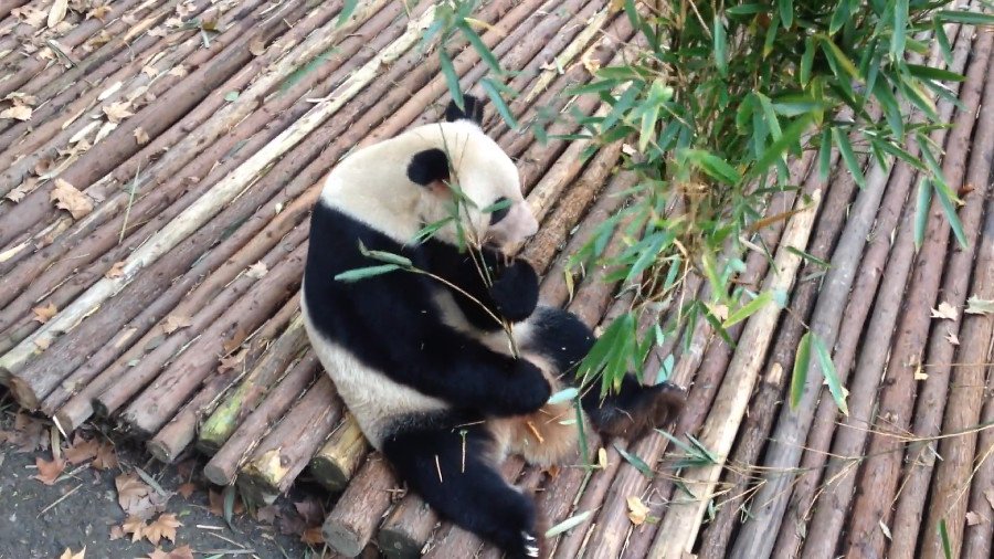 Giant Panda Eating Bamboo
