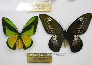 Shanghai Natural Wild Insect Kingdom